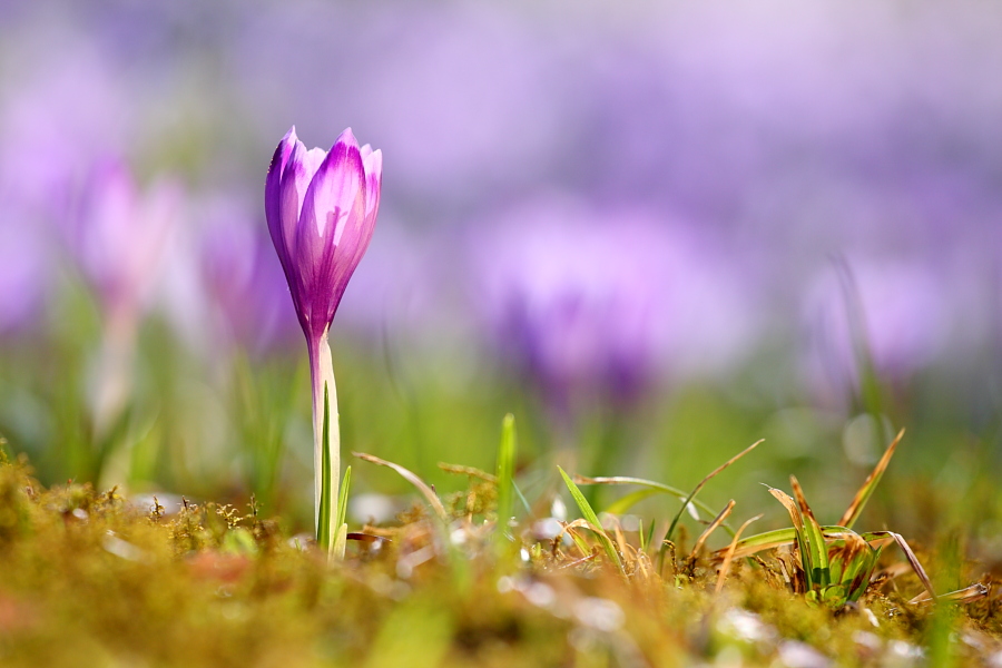 Endlich Frühling!