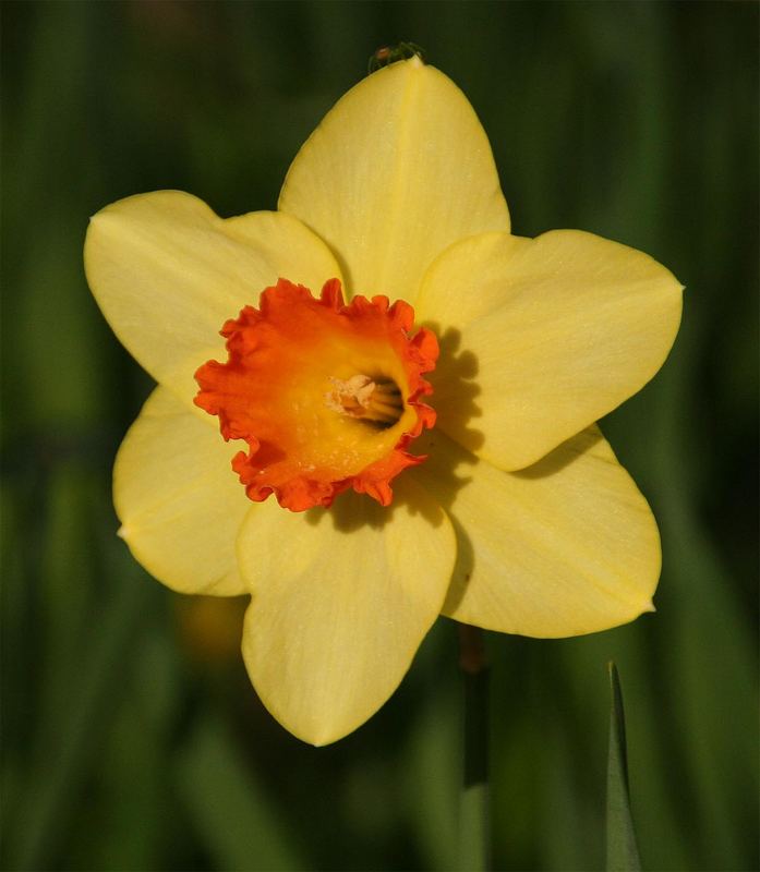 endlich frühling ...........