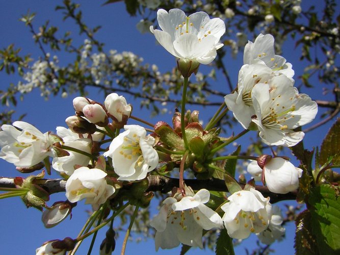 Endlich Frühling