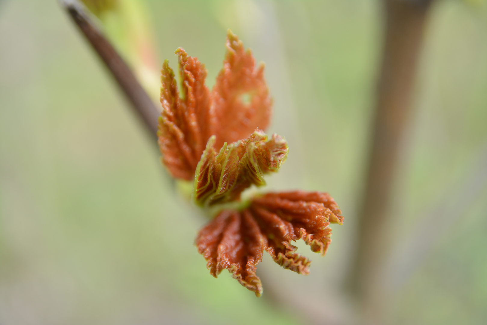 Endlich Frühling