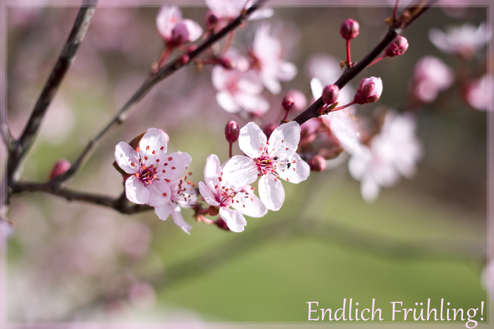 Endlich Frühling!