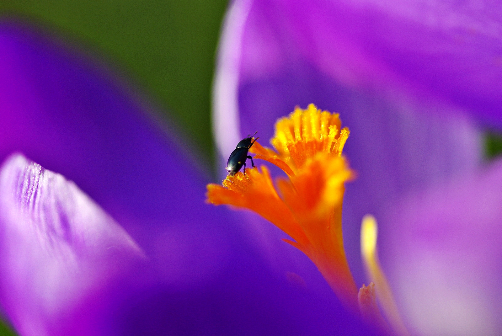 endlich frühling