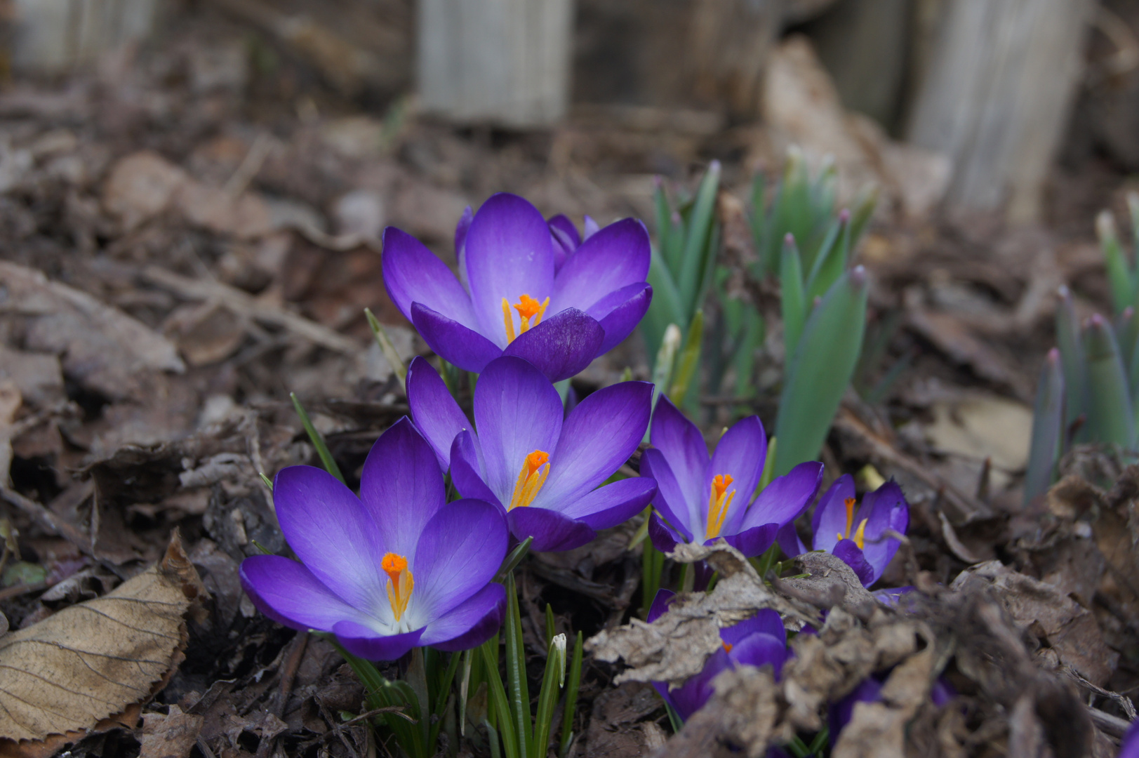 Endlich Frühling