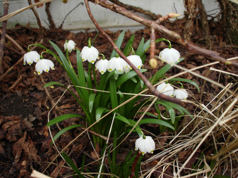 endlich Frühling