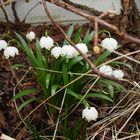 endlich Frühling