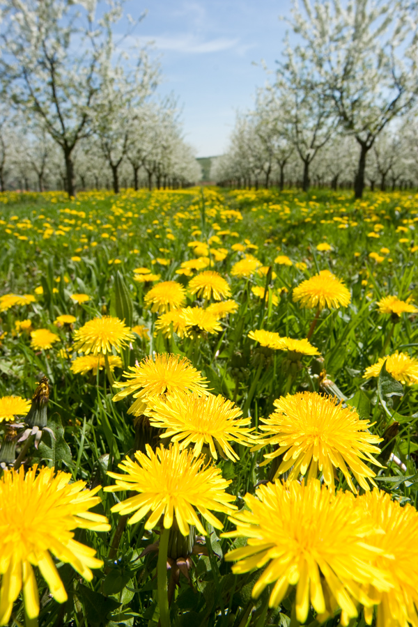 Endlich Frühling