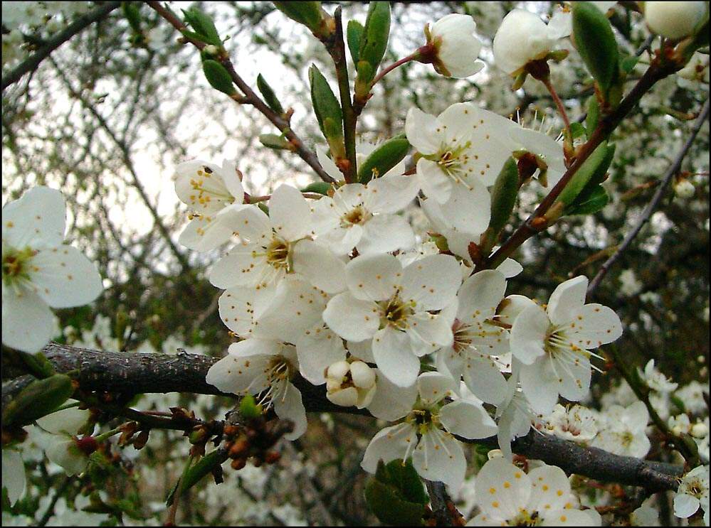 endlich Frühling .... :-)))