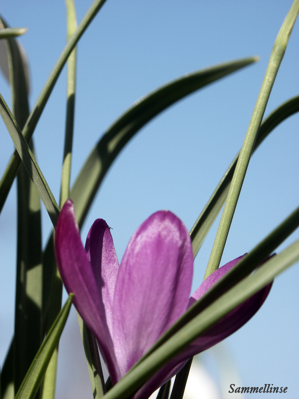 ..endlich Frühling