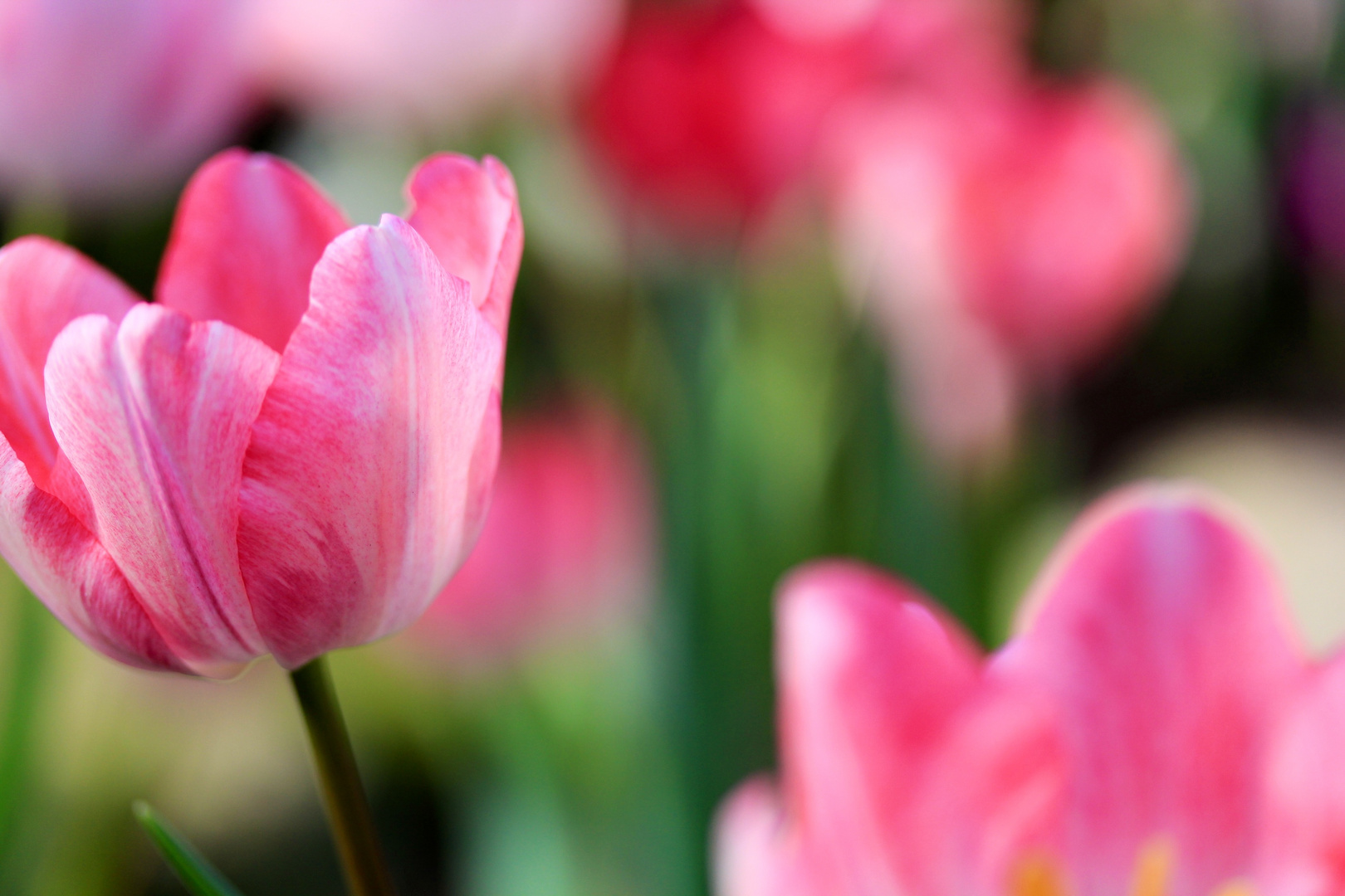 Endlich Frühling