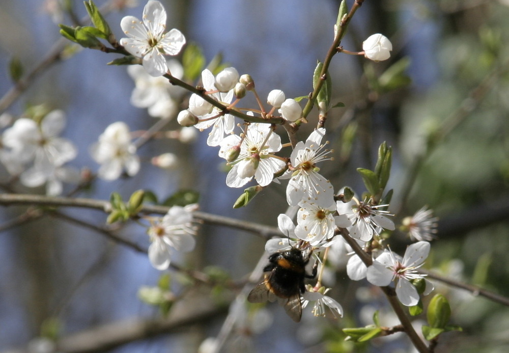 endlich Frühling