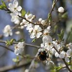 endlich Frühling