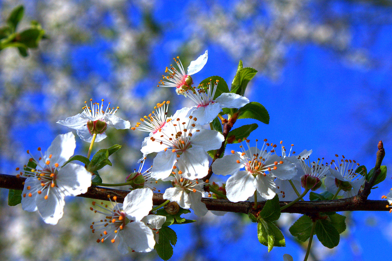 Endlich Frühling!