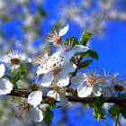 Endlich Frühling!