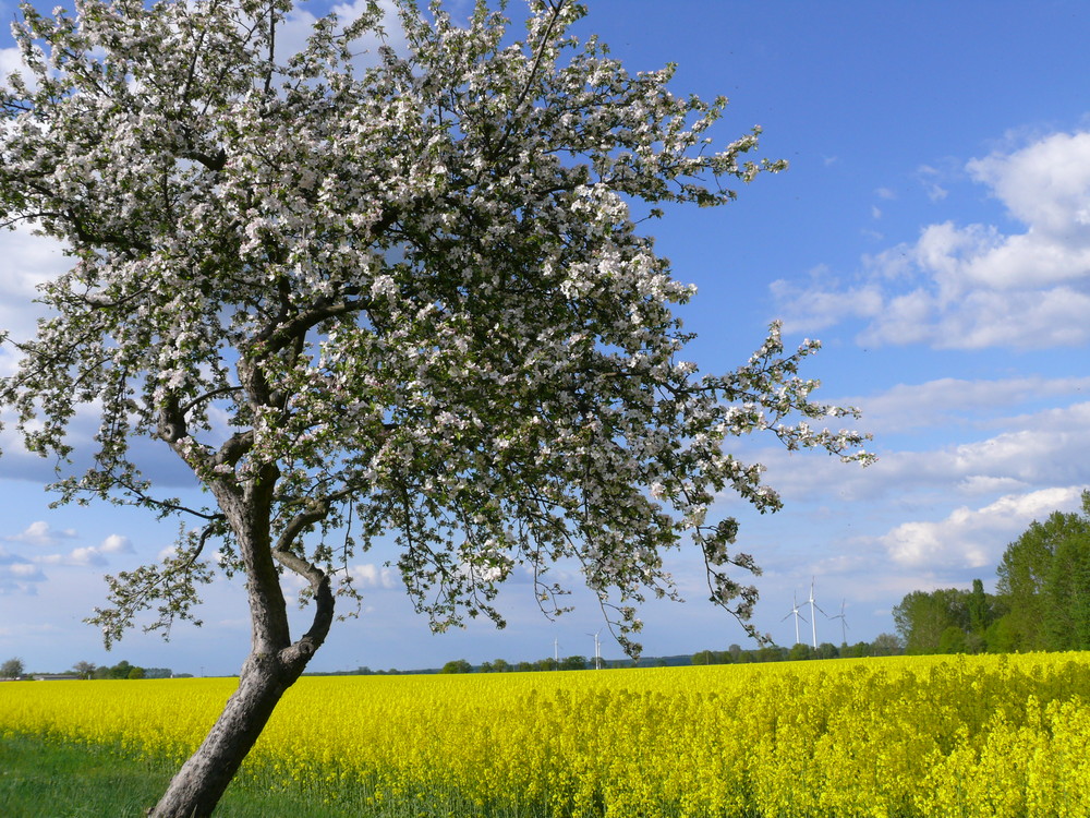 Endlich Frühling