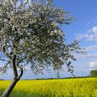 Endlich Frühling