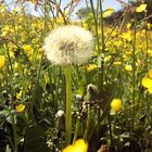 Endlich Frühling!