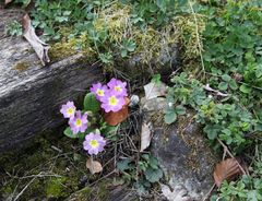 Endlich Frühling