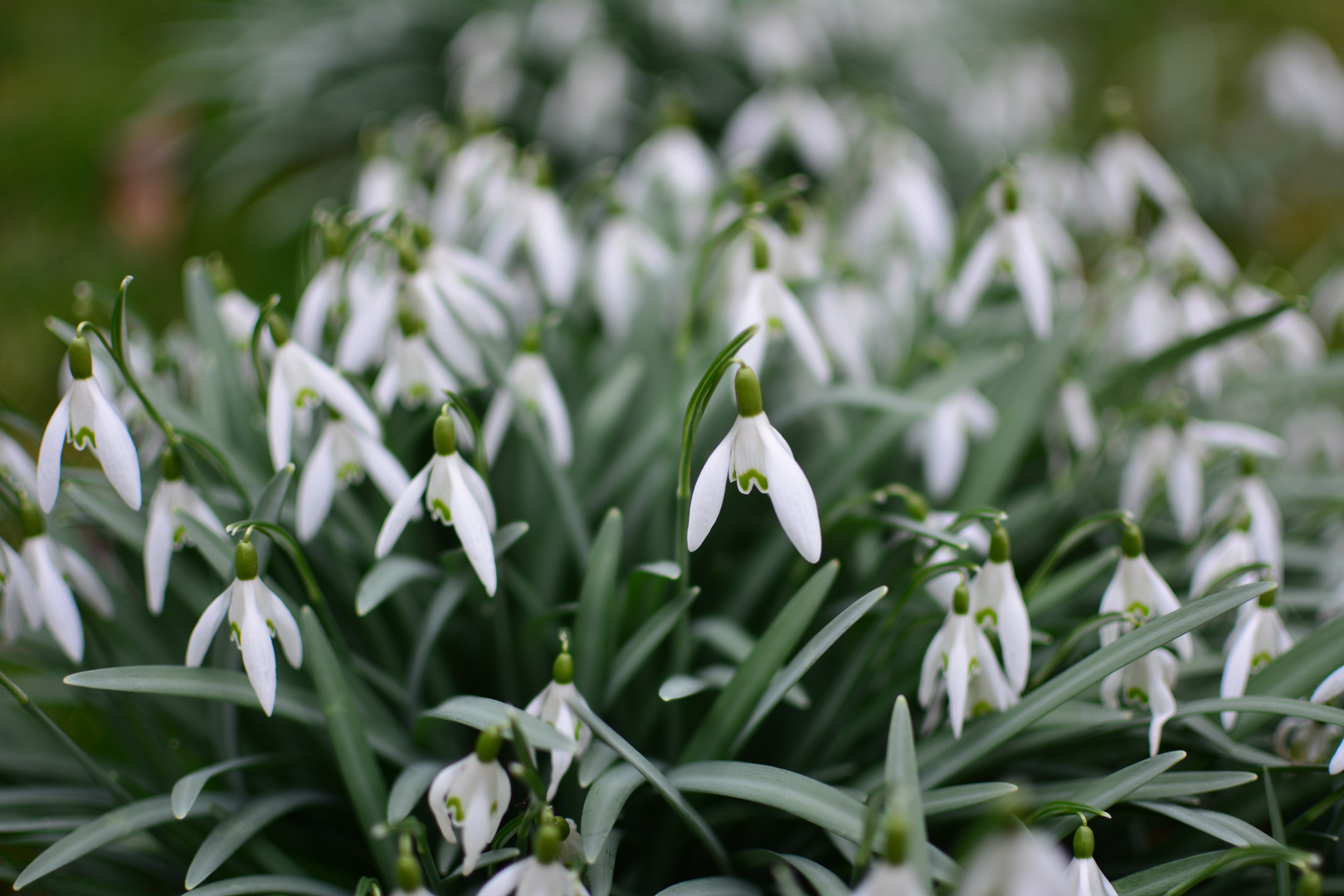 Endlich Frühling...