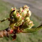 *Endlich Frühling*