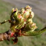 *Endlich Frühling*