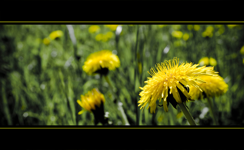 ... endlich Frühling ...