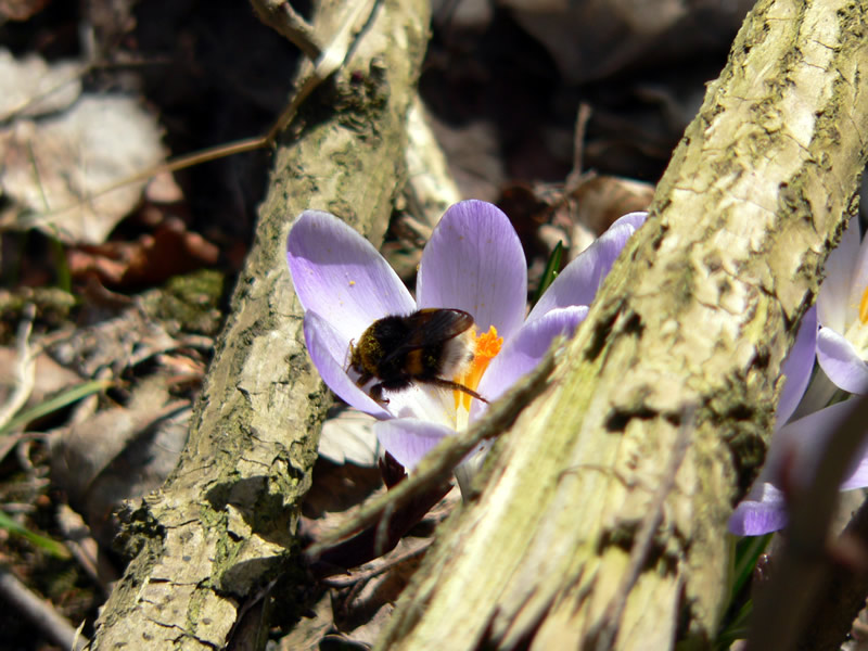 ... endlich frühling ...