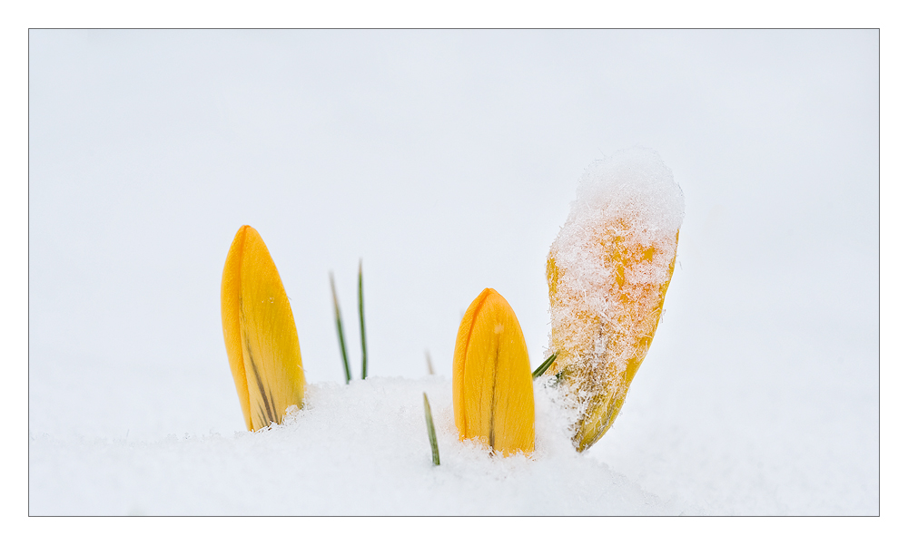 Endlich Frühling...