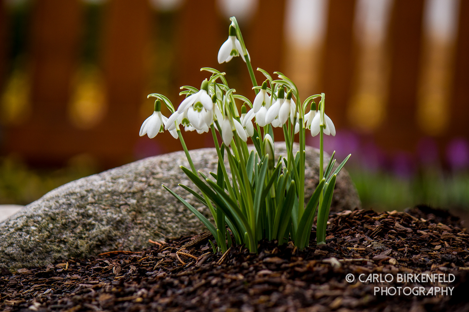 endlich Frühling......