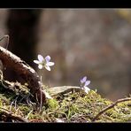 - endlich Frühling -