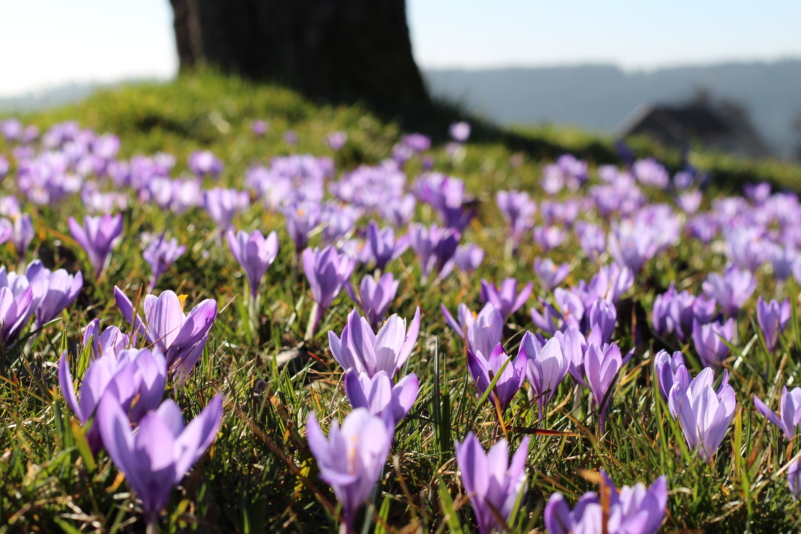 Endlich Frühling