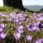 Endlich Frühling