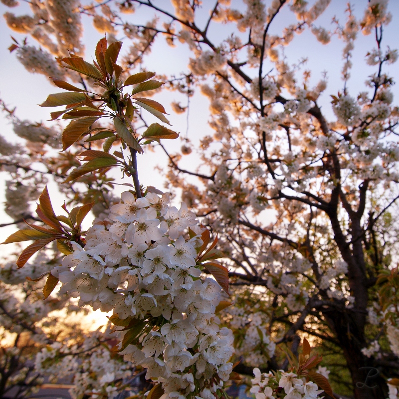 Endlich Frühling!