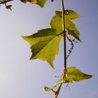 Endlich Frühling