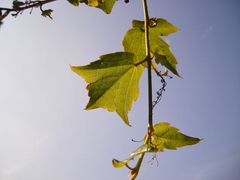 Endlich Frühling