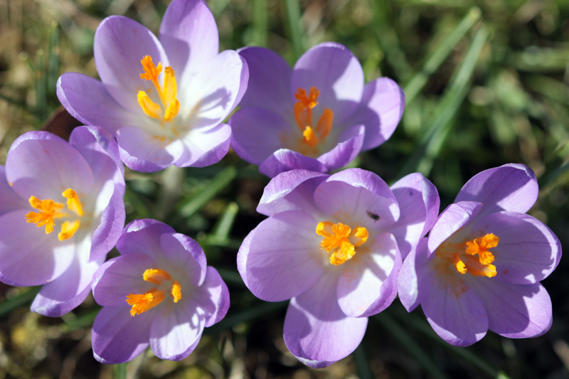 Endlich Frühling...