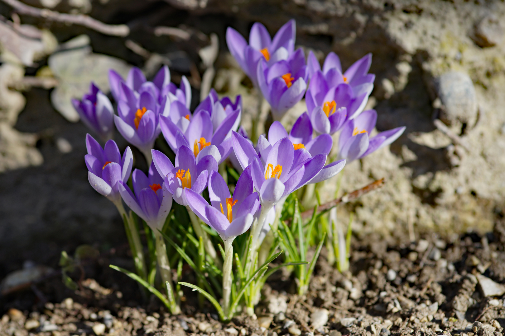 Endlich Frühling