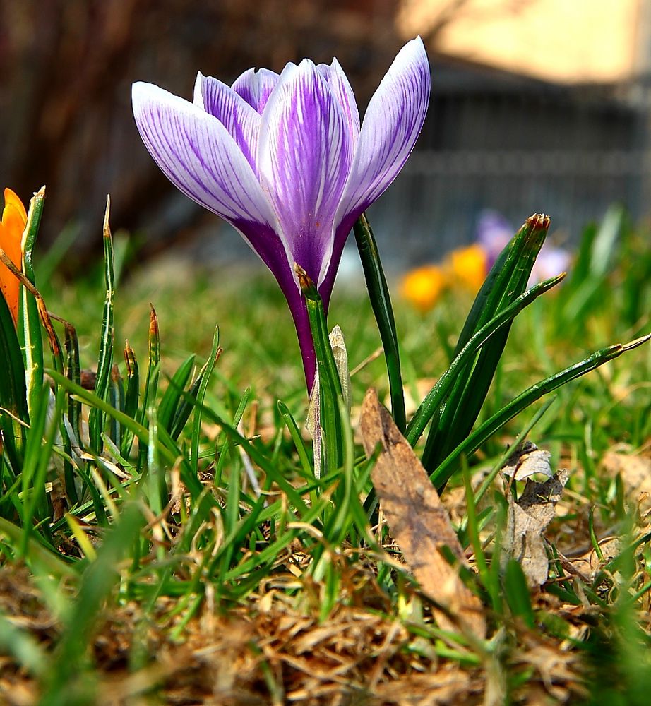 endlich Frühling