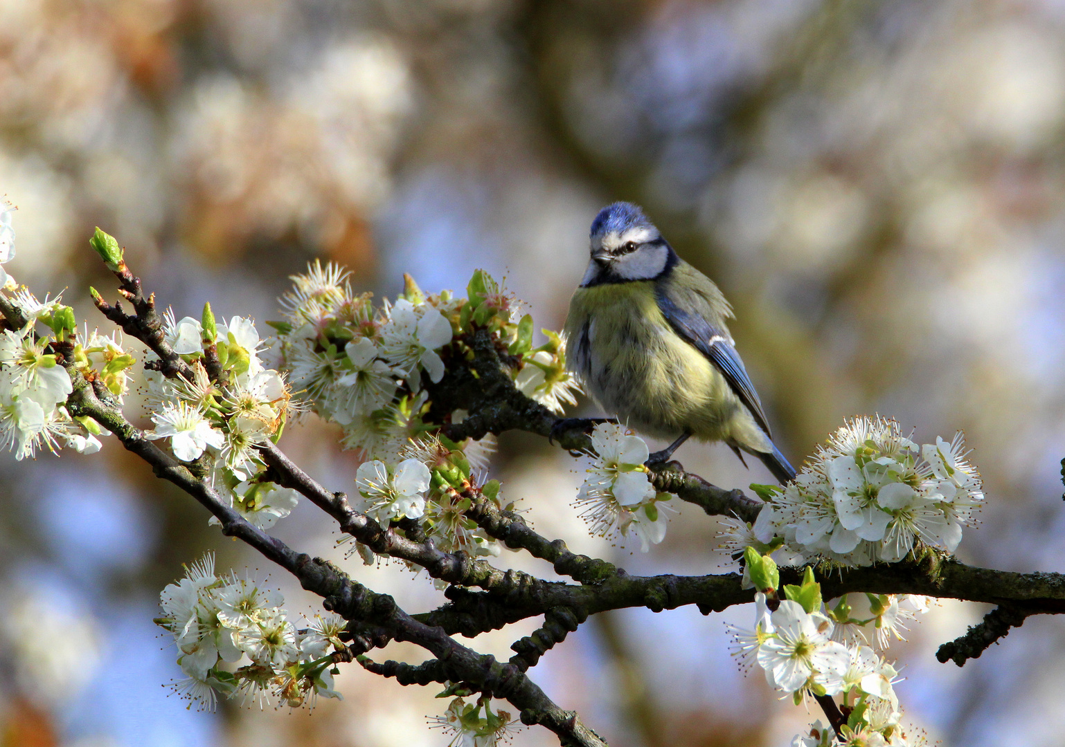 Endlich Frühling