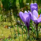 Endlich Frühling!!!!