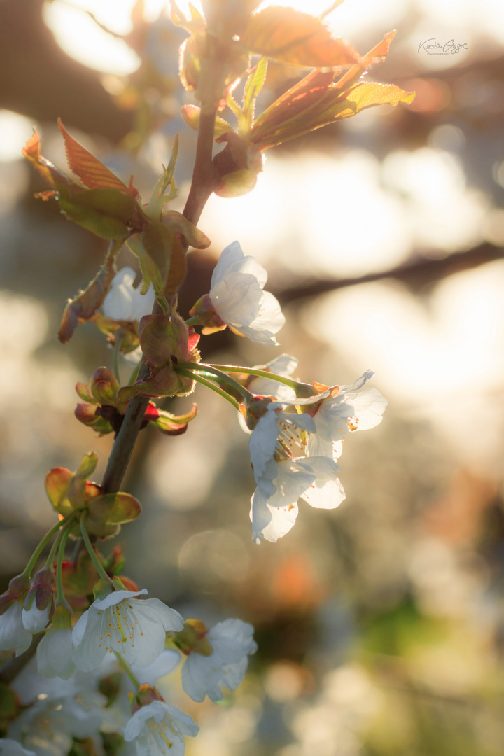 Endlich Frühling 