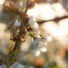 Endlich Frühling 