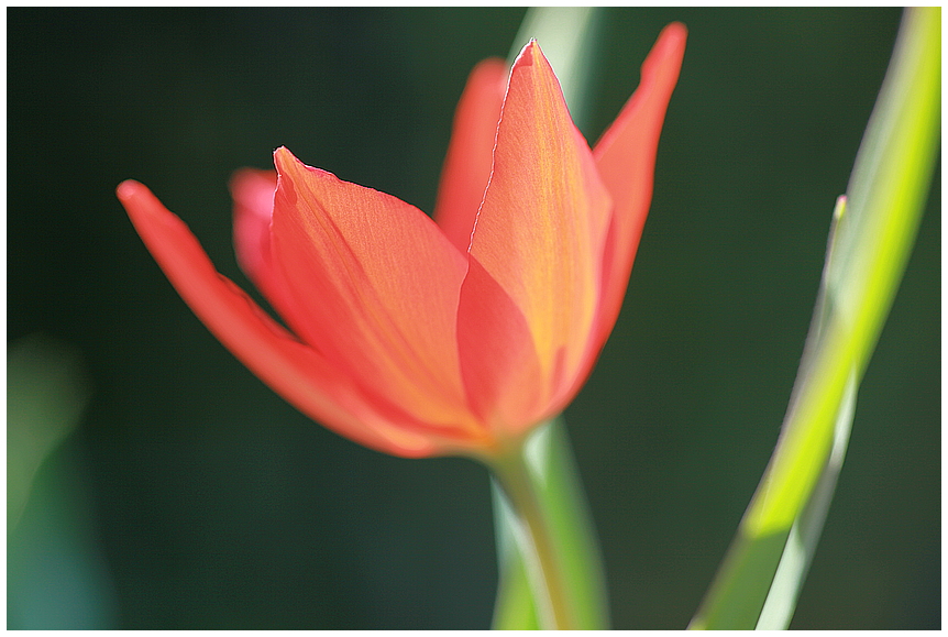 endlich Frühling