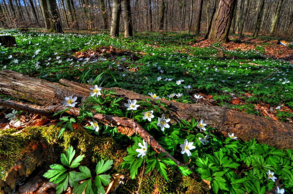 Endlich Frühling !