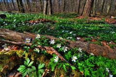 Endlich Frühling !