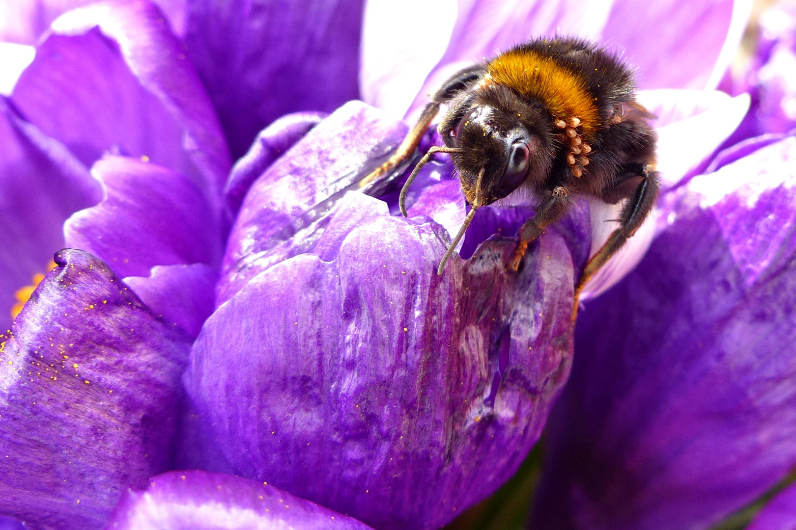 Endlich Frühling