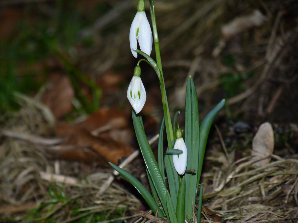 endlich Frühling