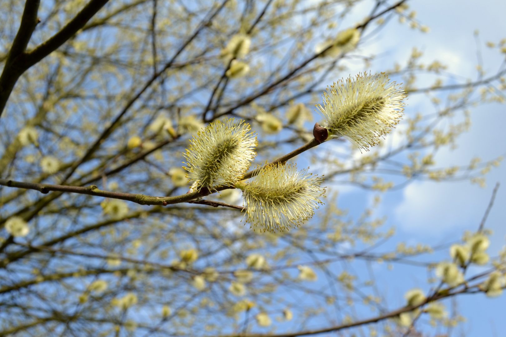 Endlich Frühling