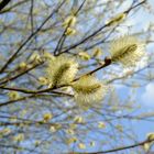 Endlich Frühling