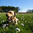 endlich Frühling