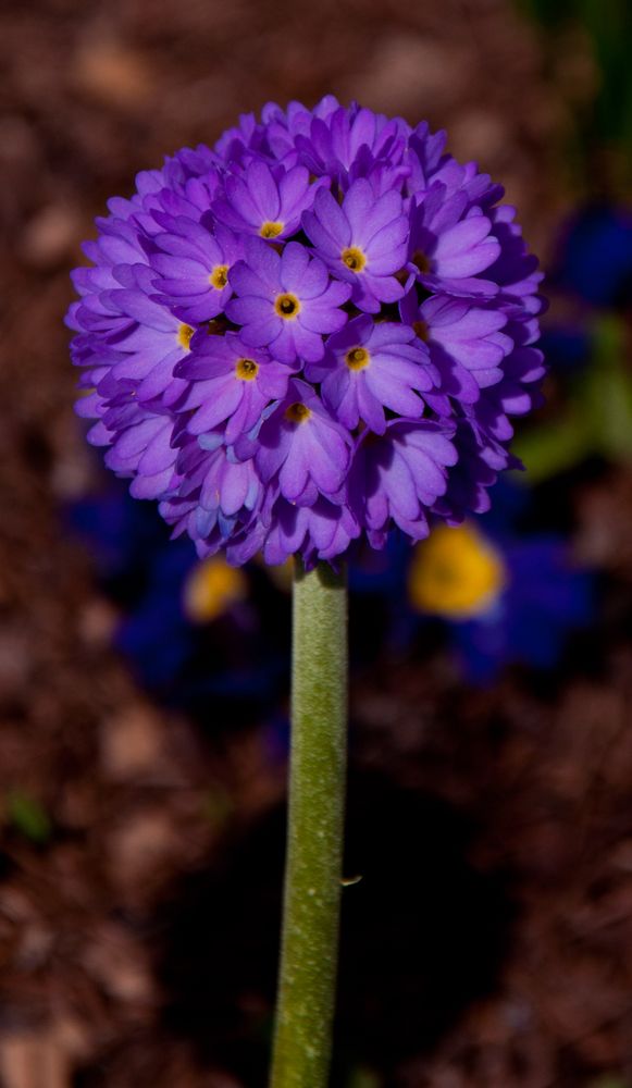 Endlich Frühling......